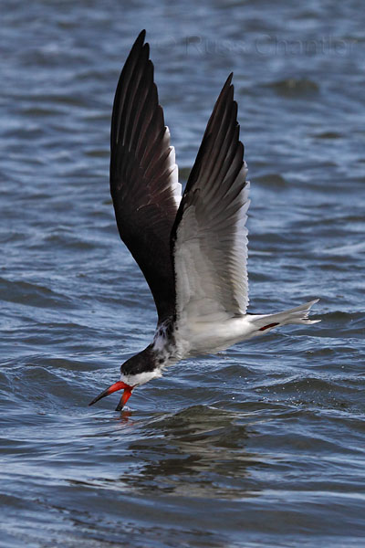 Black Skimmer © Russ Chantler